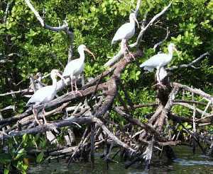 Vedanthangal Bird Sanctuary